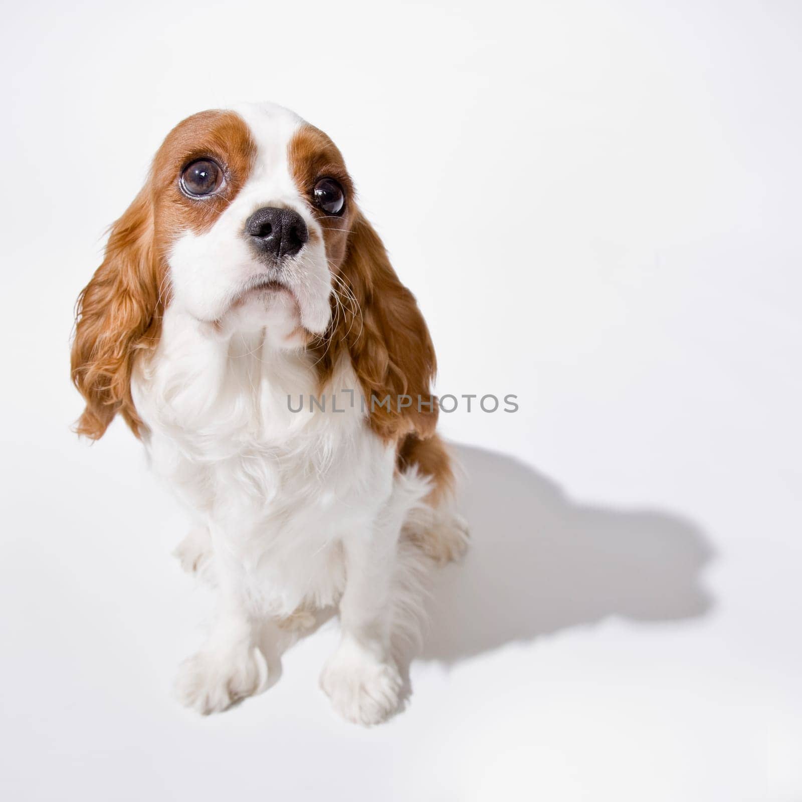 Portrait of Puppy. Square format.