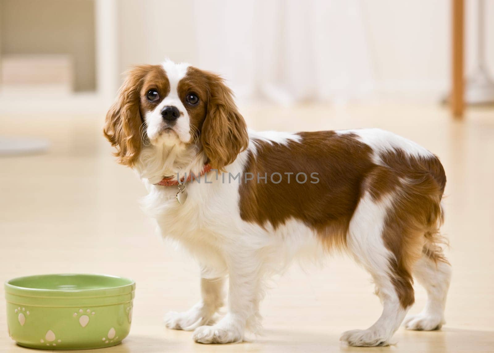 Puppy posing with food bowl. Horizontally framed shot.