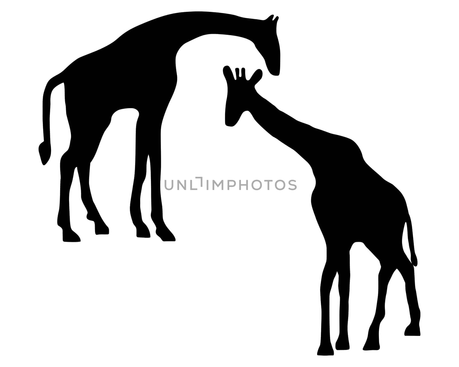 Giraffes