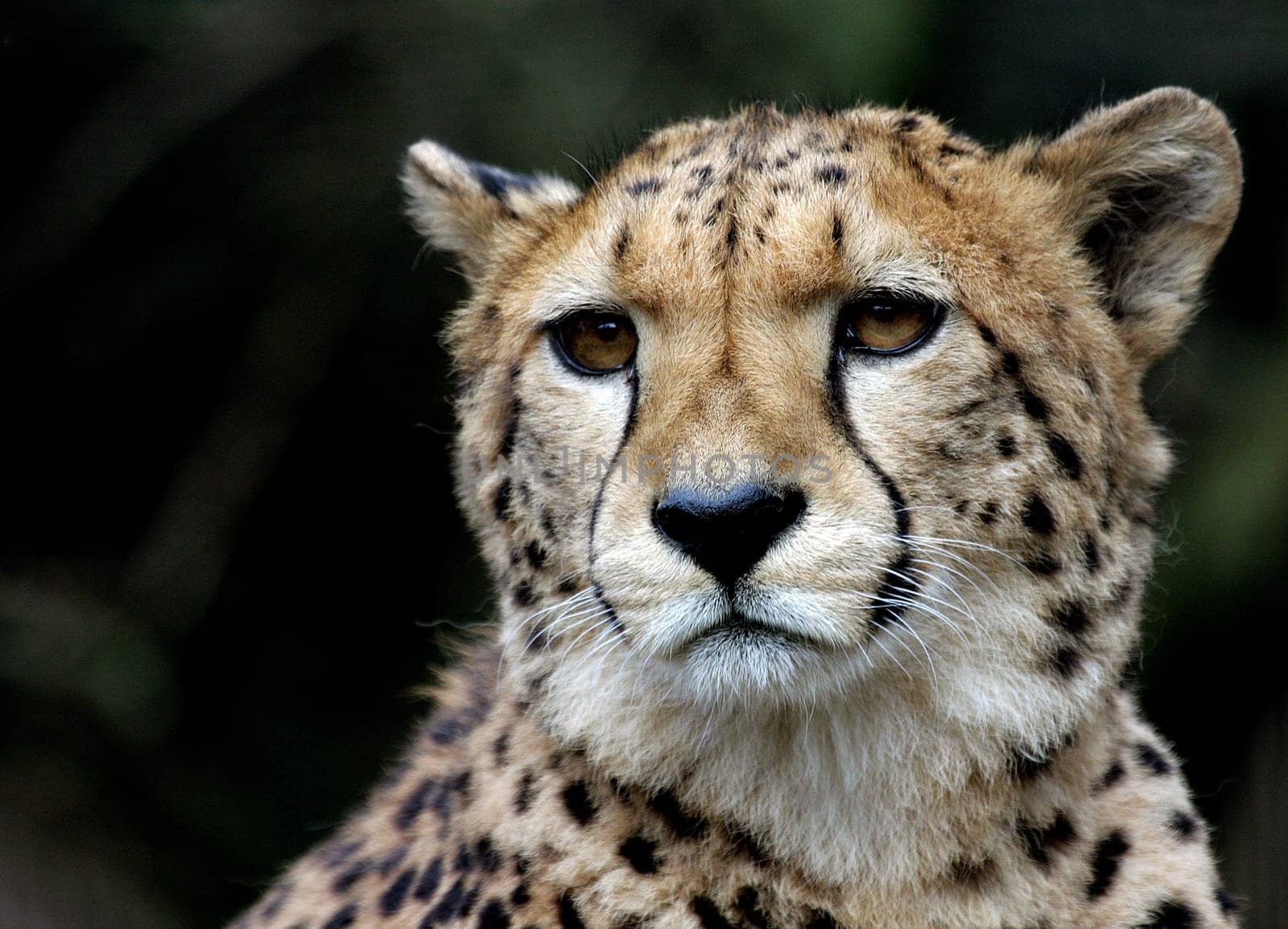 CheetahPortrait