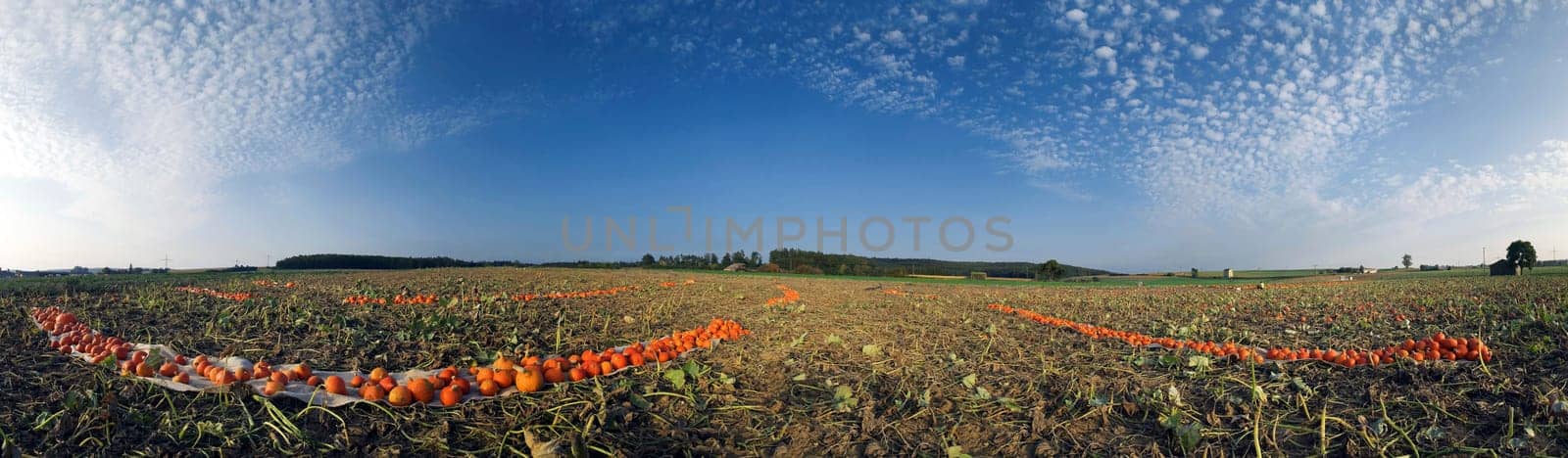 Pumpkin Field Panorama