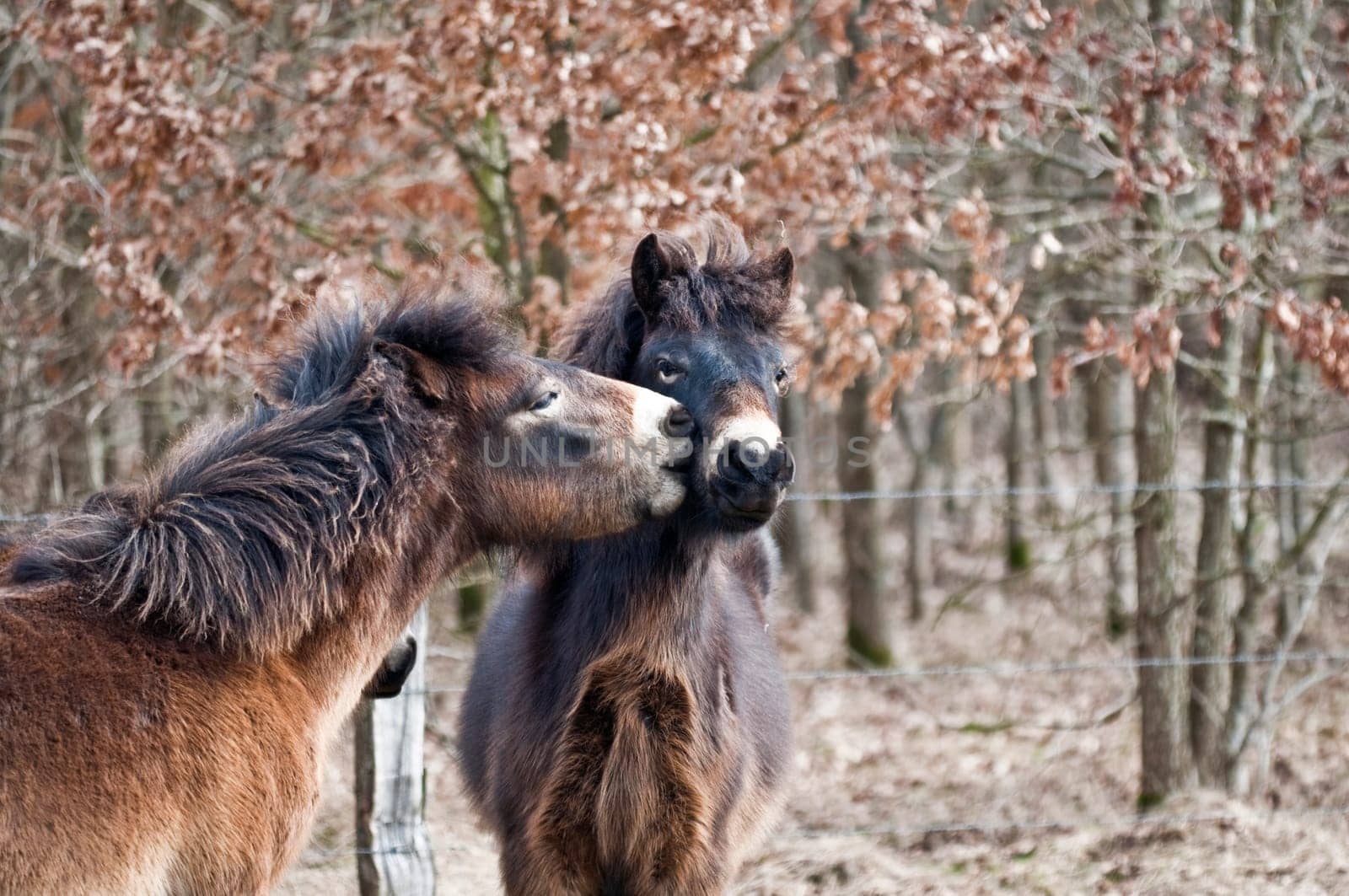 Exmoorponies - Horse Kiss
