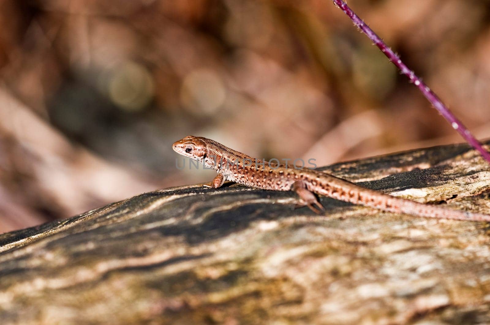 Wood lizard - Zootoca-vivipara