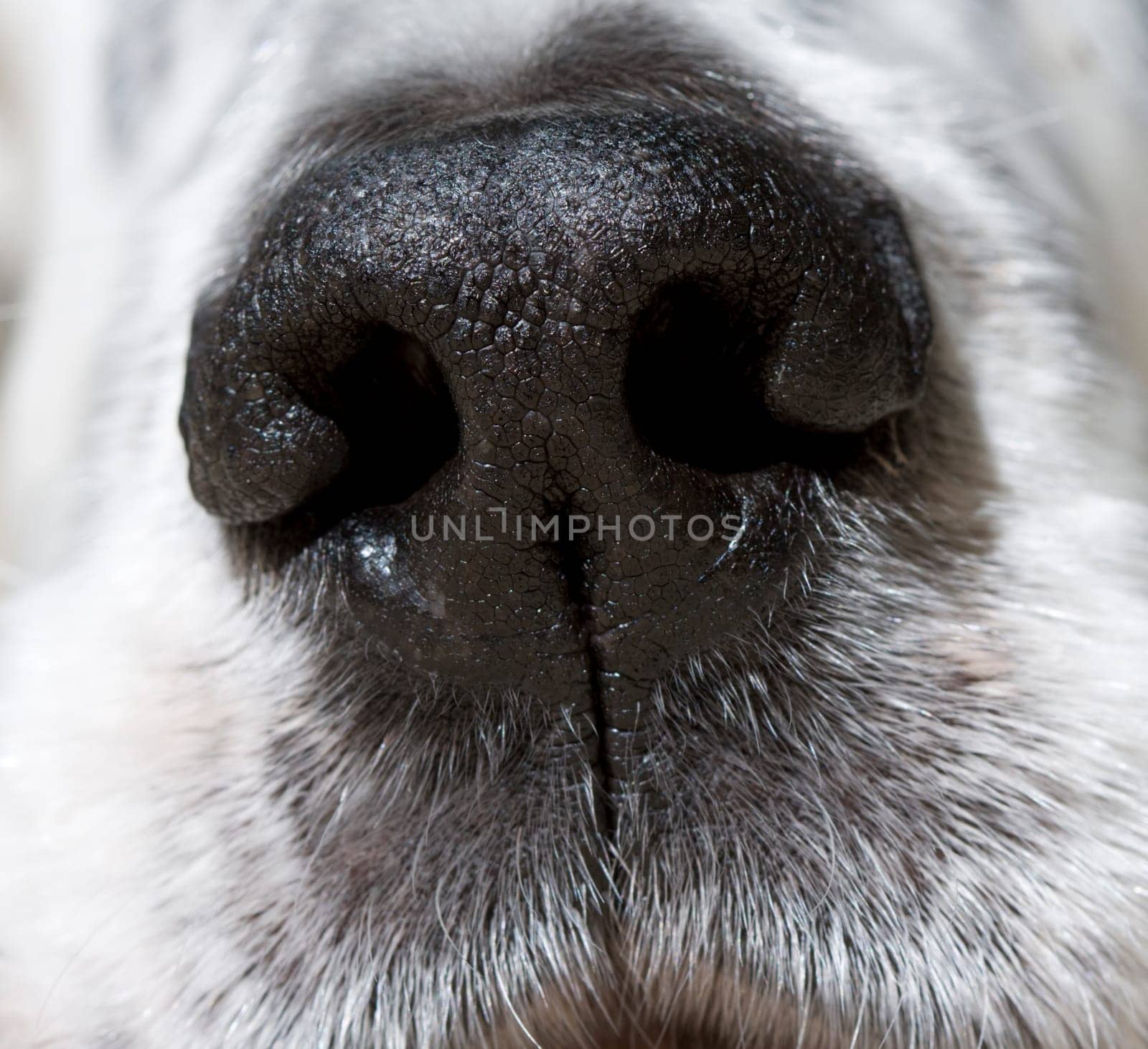 Nose