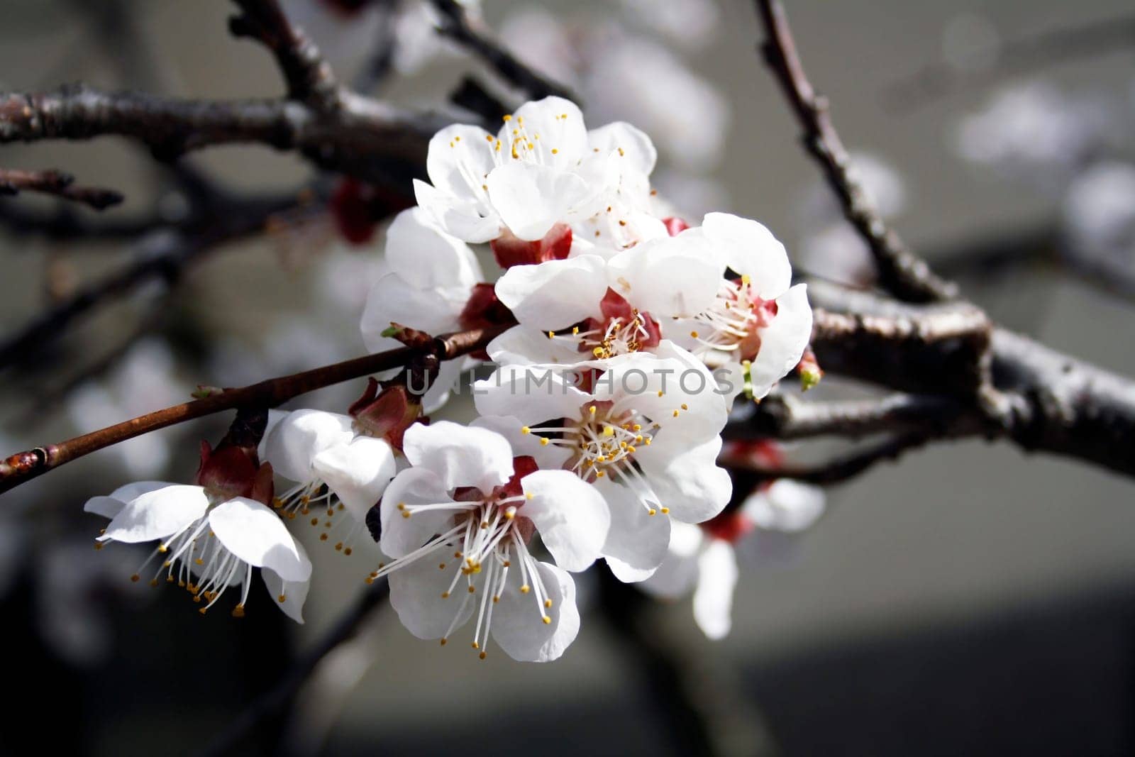 Apricot flowers