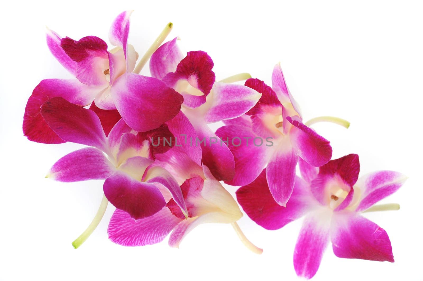 Pink Orchids