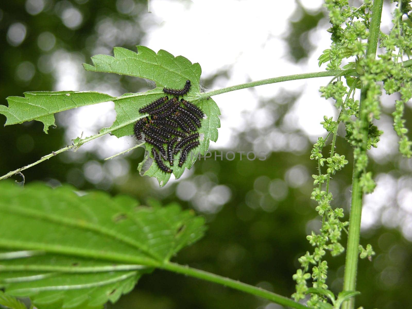 Ravenous caterpillars