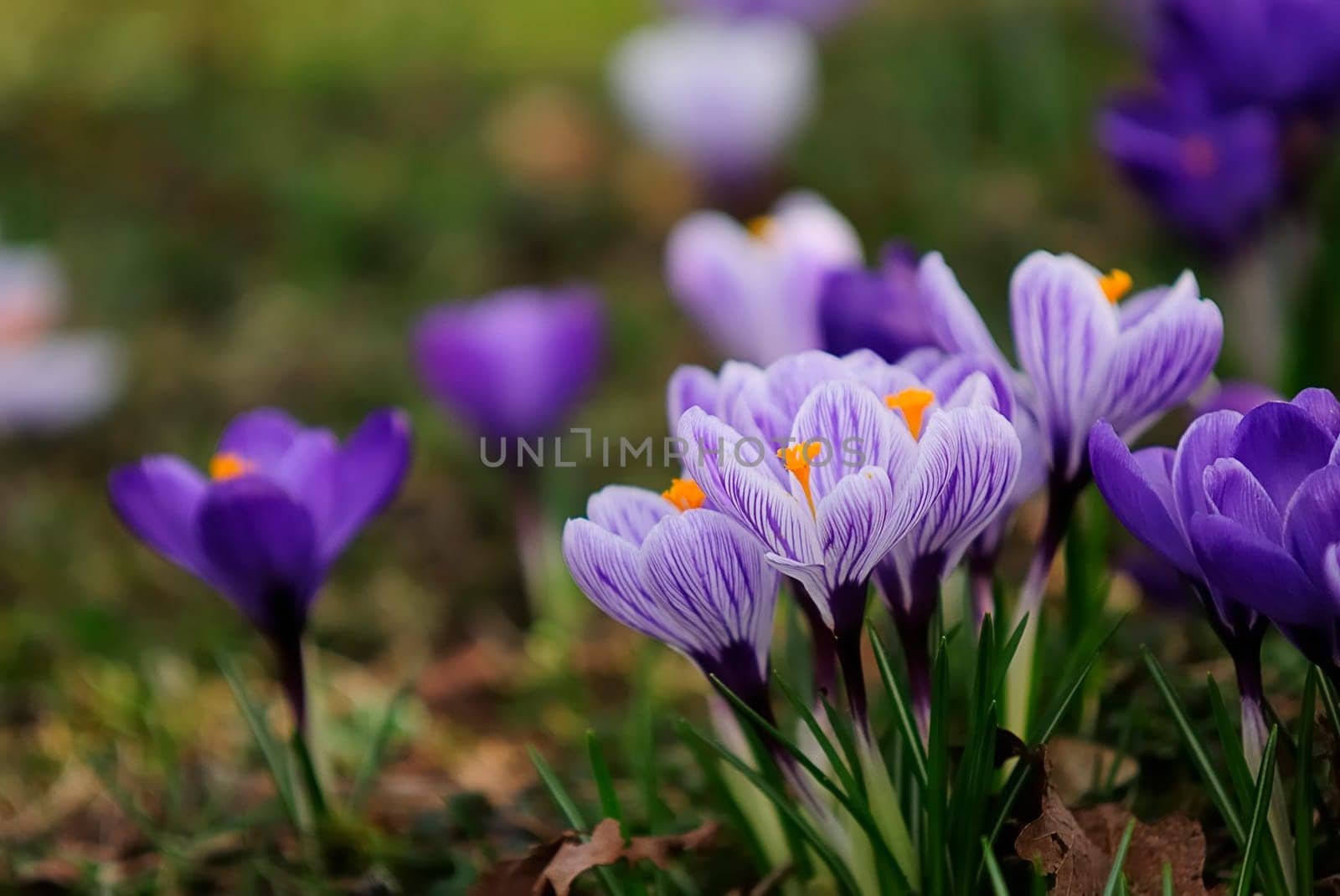 Crocuses 2