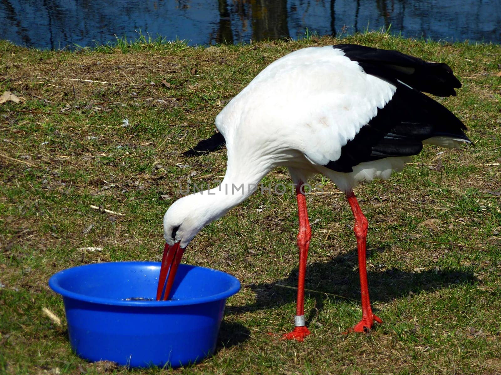 Stork