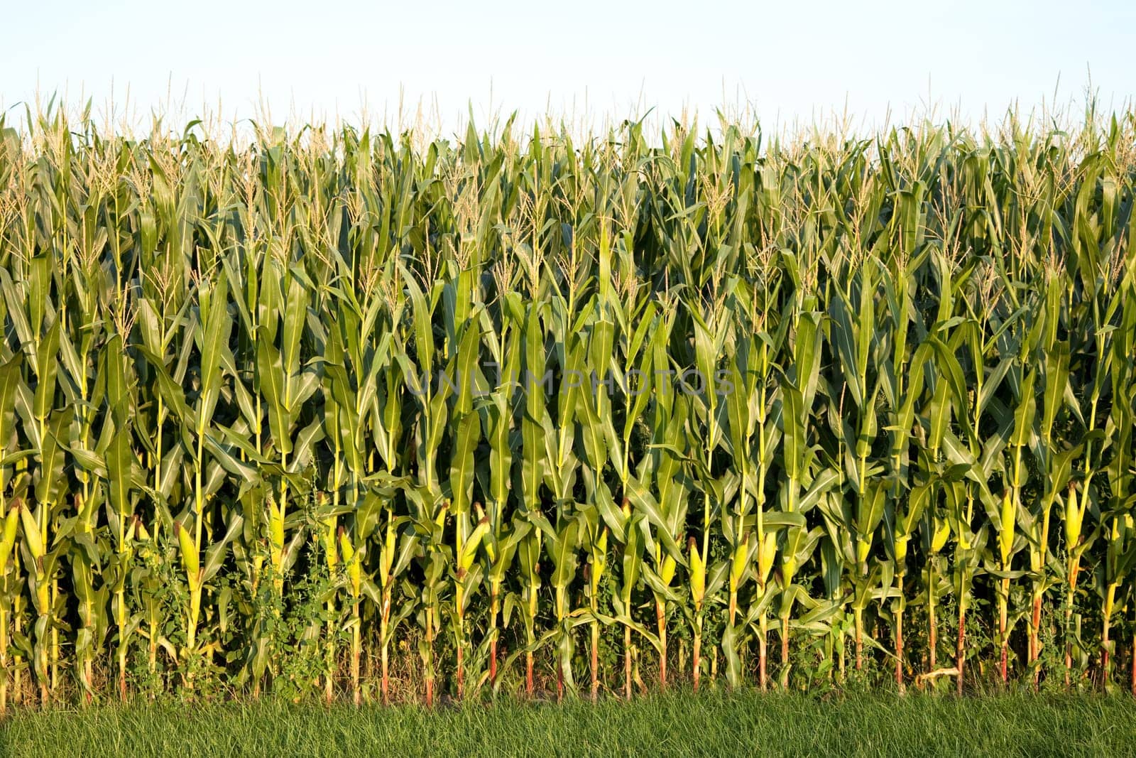 corn