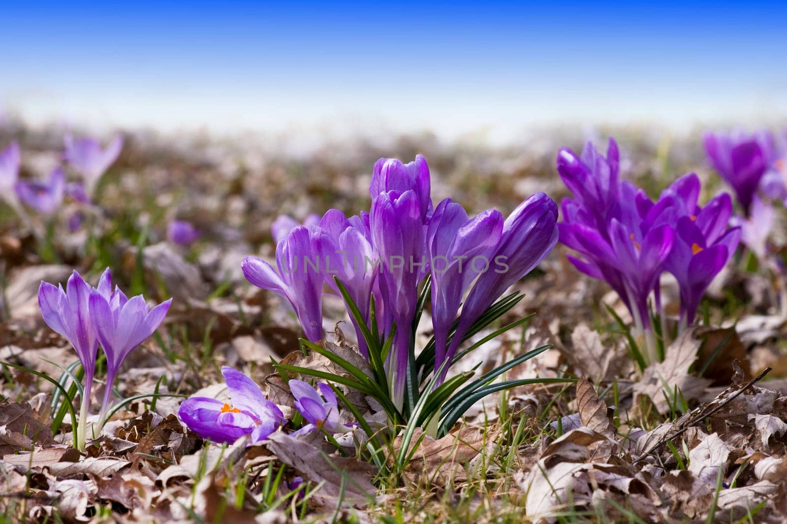 Spring wd628
