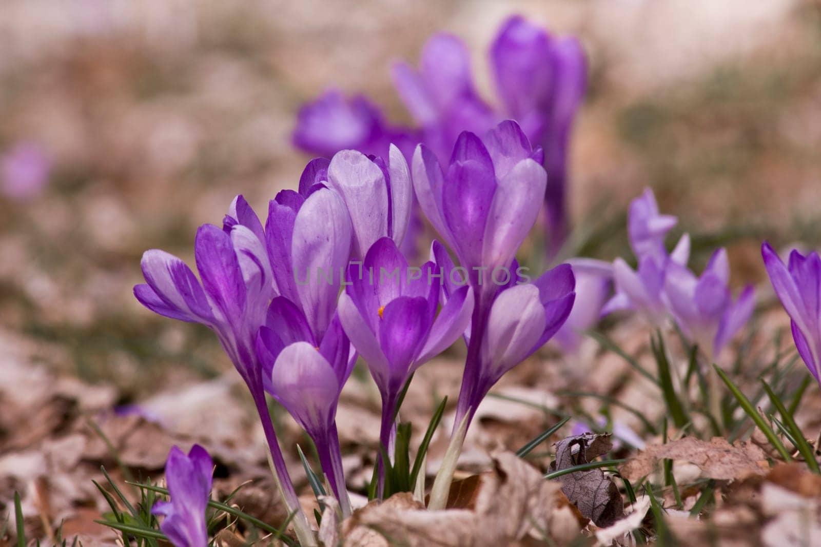 Spring wd630
