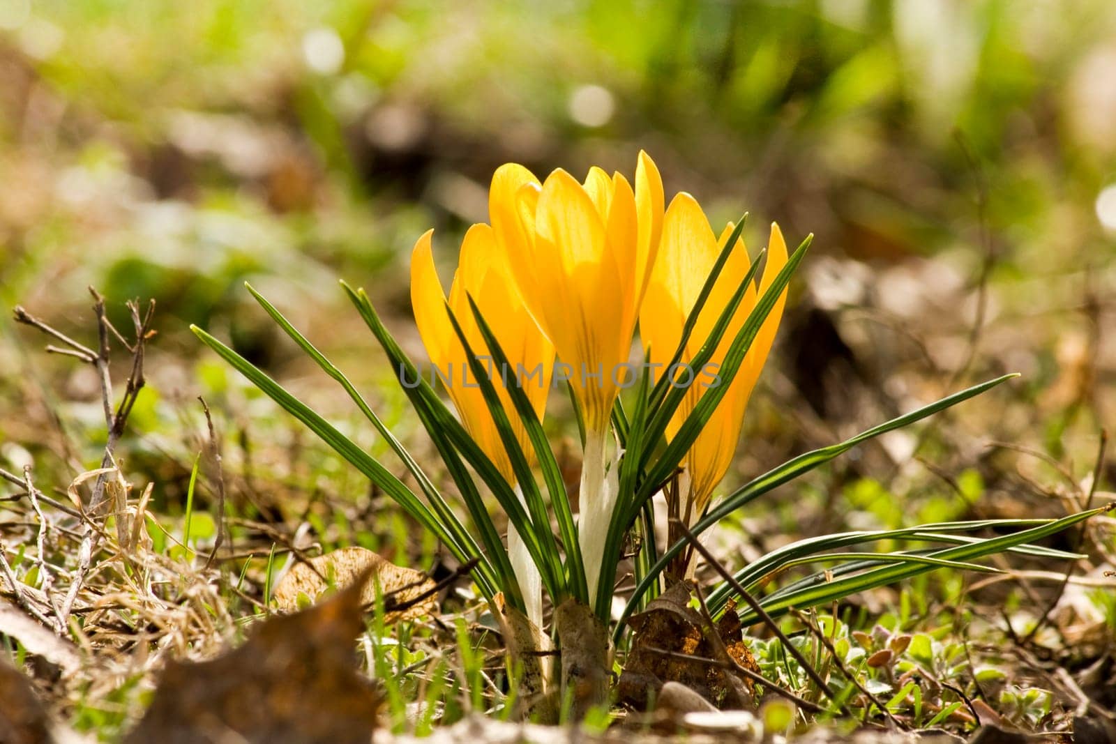 Spring wd631