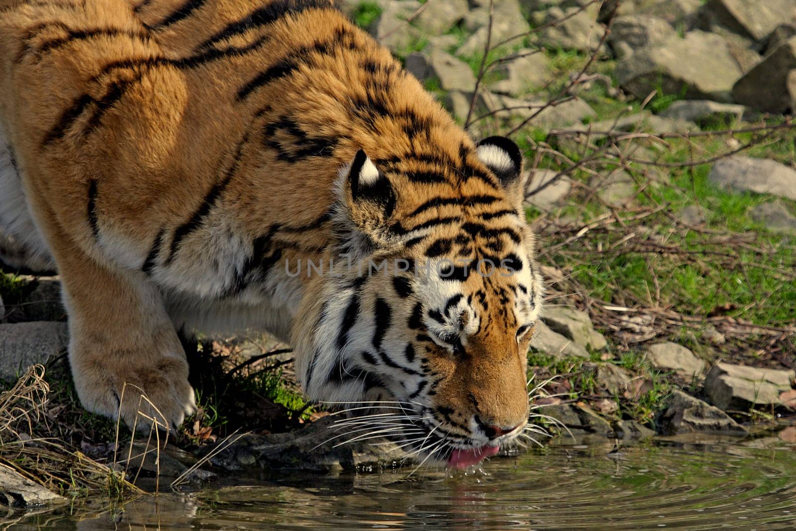 Drinking Tiger