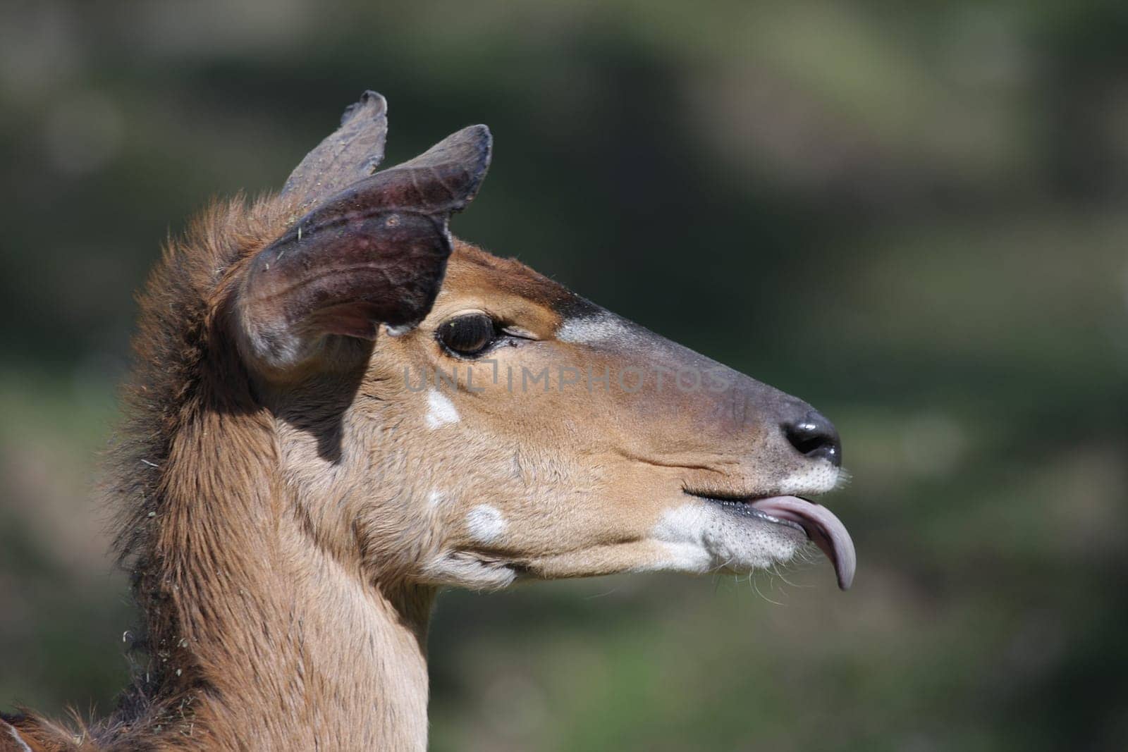 Nyala Antelope