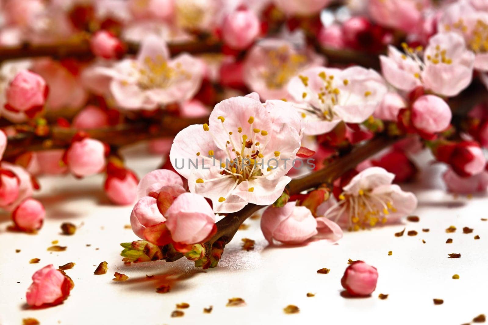 blossom cherry flower