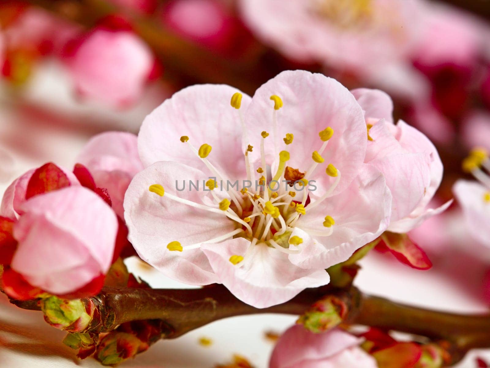 blossom cherry flower