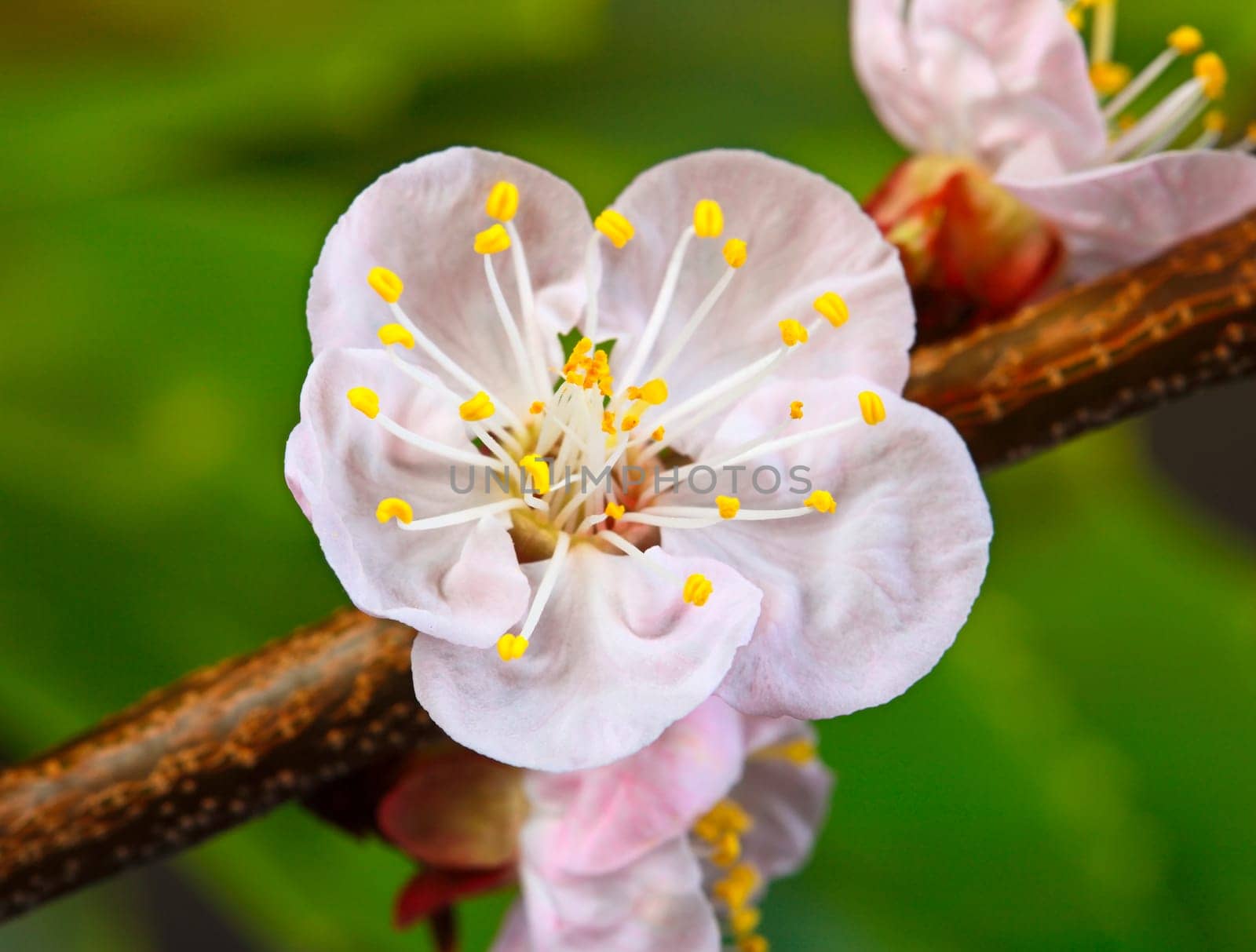 blossom cherry flower