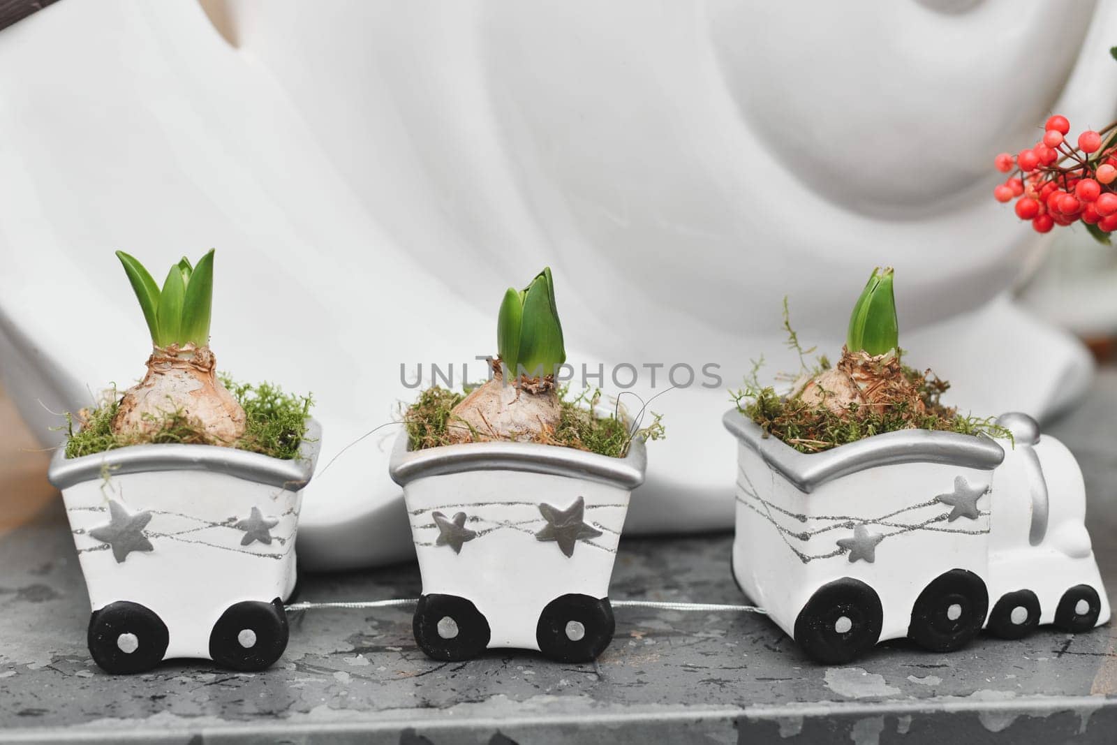 Hyacinths in a pot -train Christmas composition