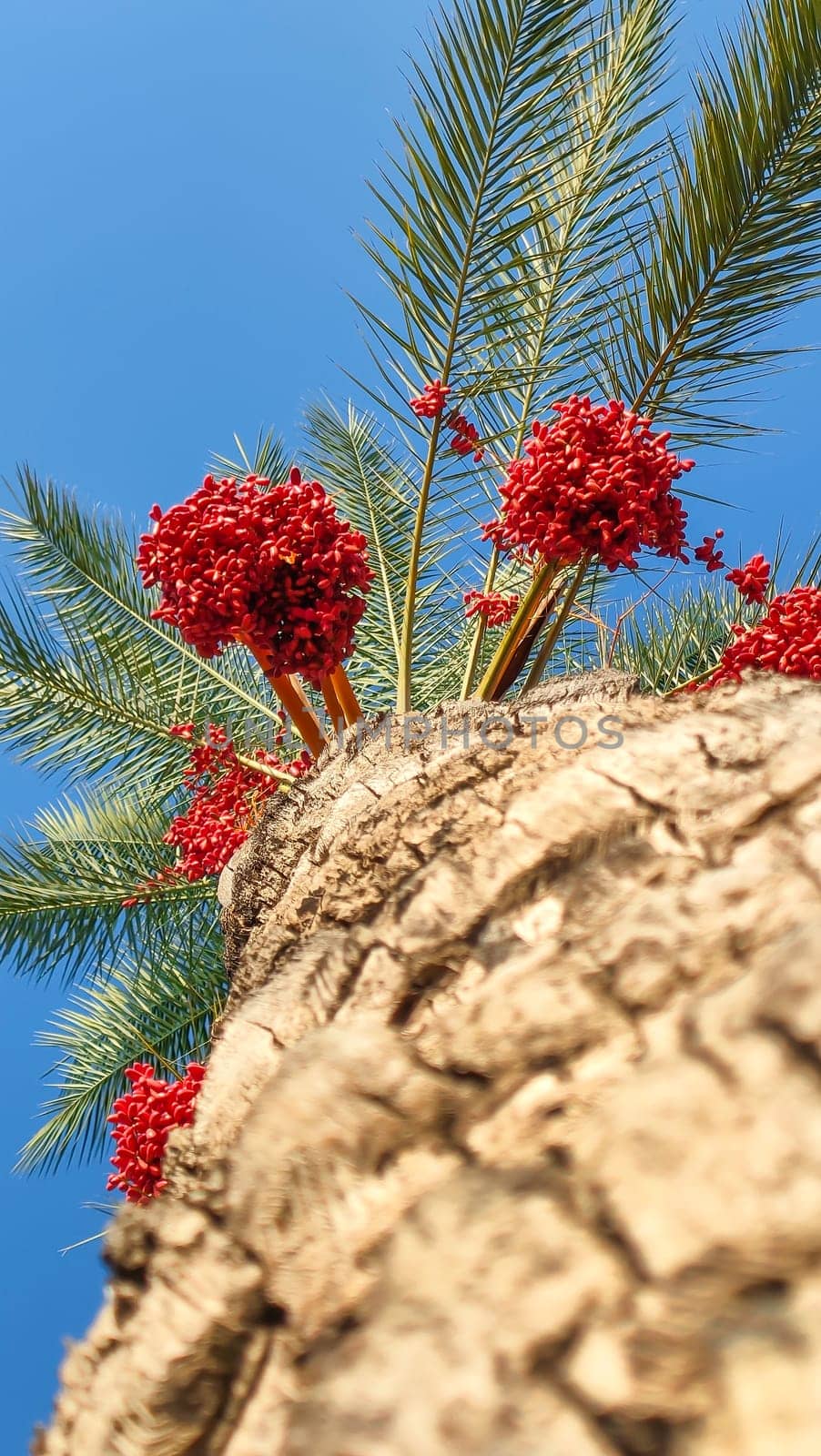 Palm and dates on blue sky background, bottom view, vertical frame by Laguna781