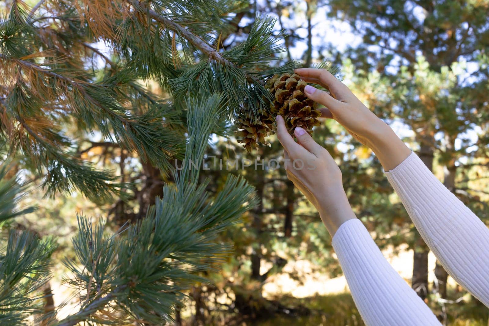 Closeup Female hands picks, collects pine cone from cedar, needles tree in forest to get nuts, essential oil or for decor. Evergreen Nursery. Horizontal Plane, Cope Space. High quality photo