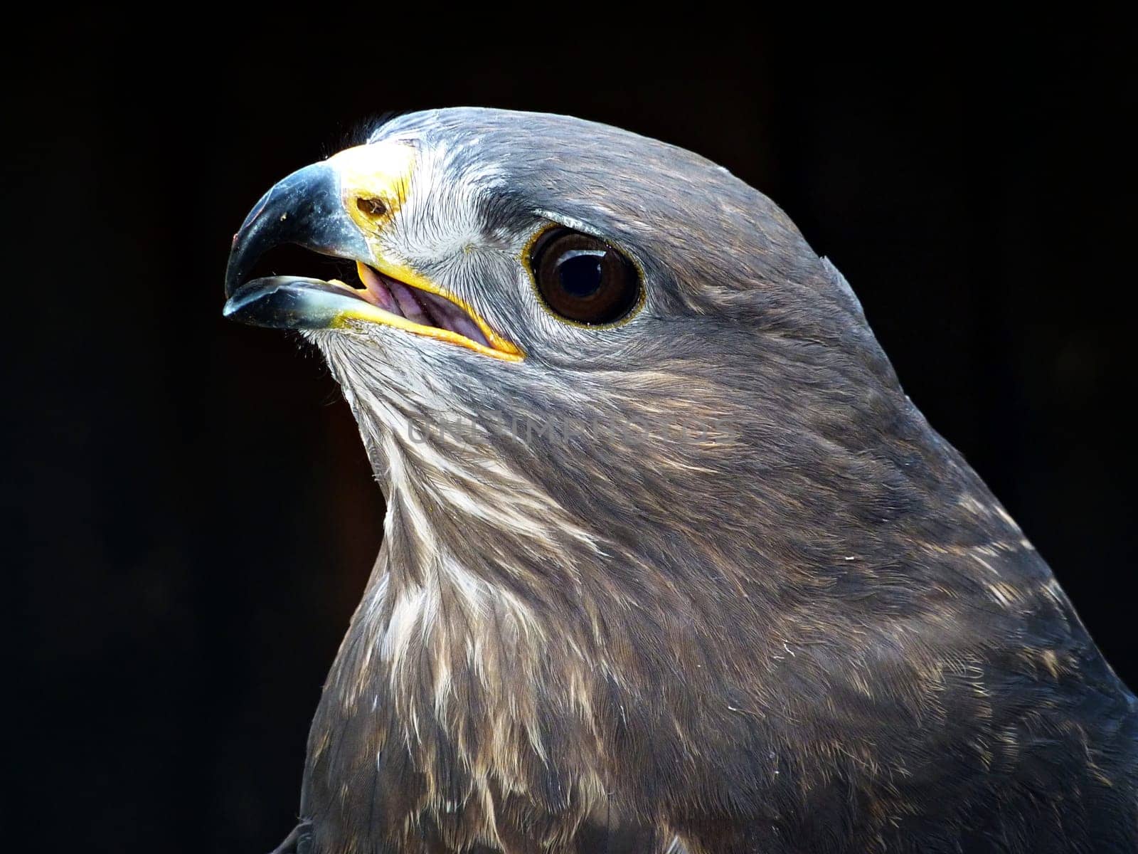 Common buzzard