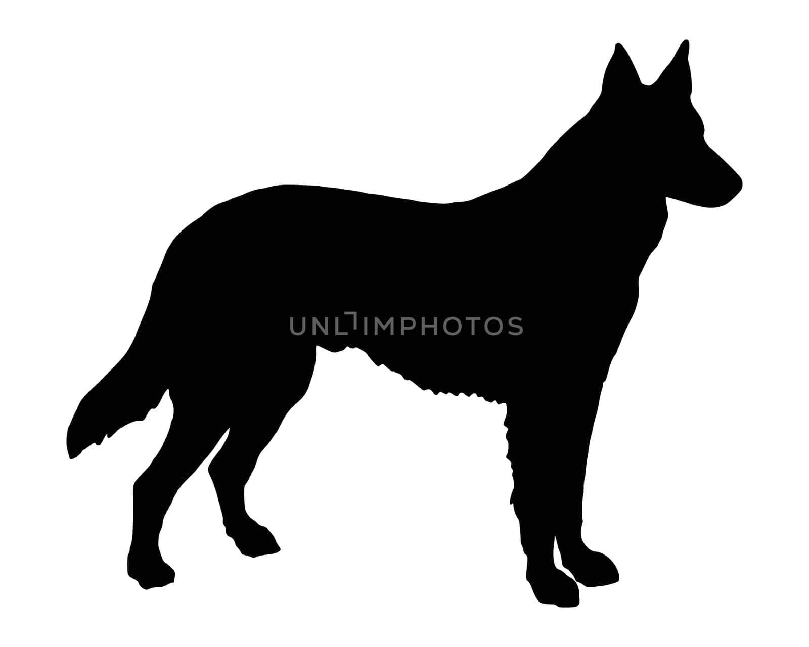 Black silhouette of a German Shepherd