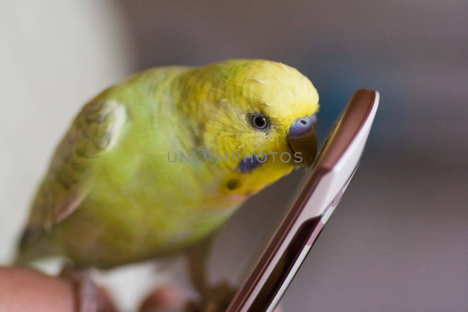 Small parakeet on cellphone