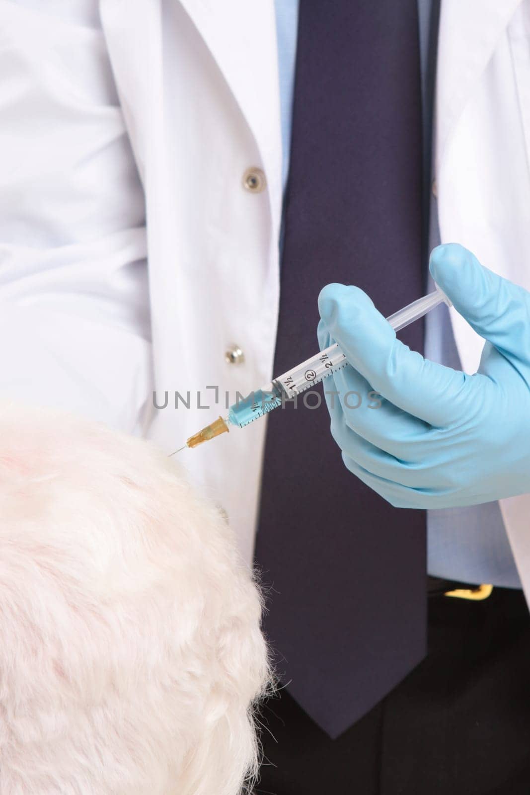 Vet giving animal injection