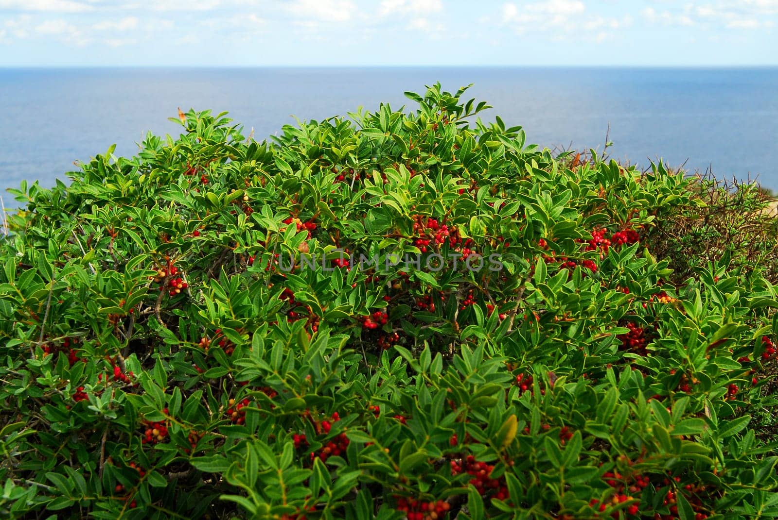 Pepper bush on Comino