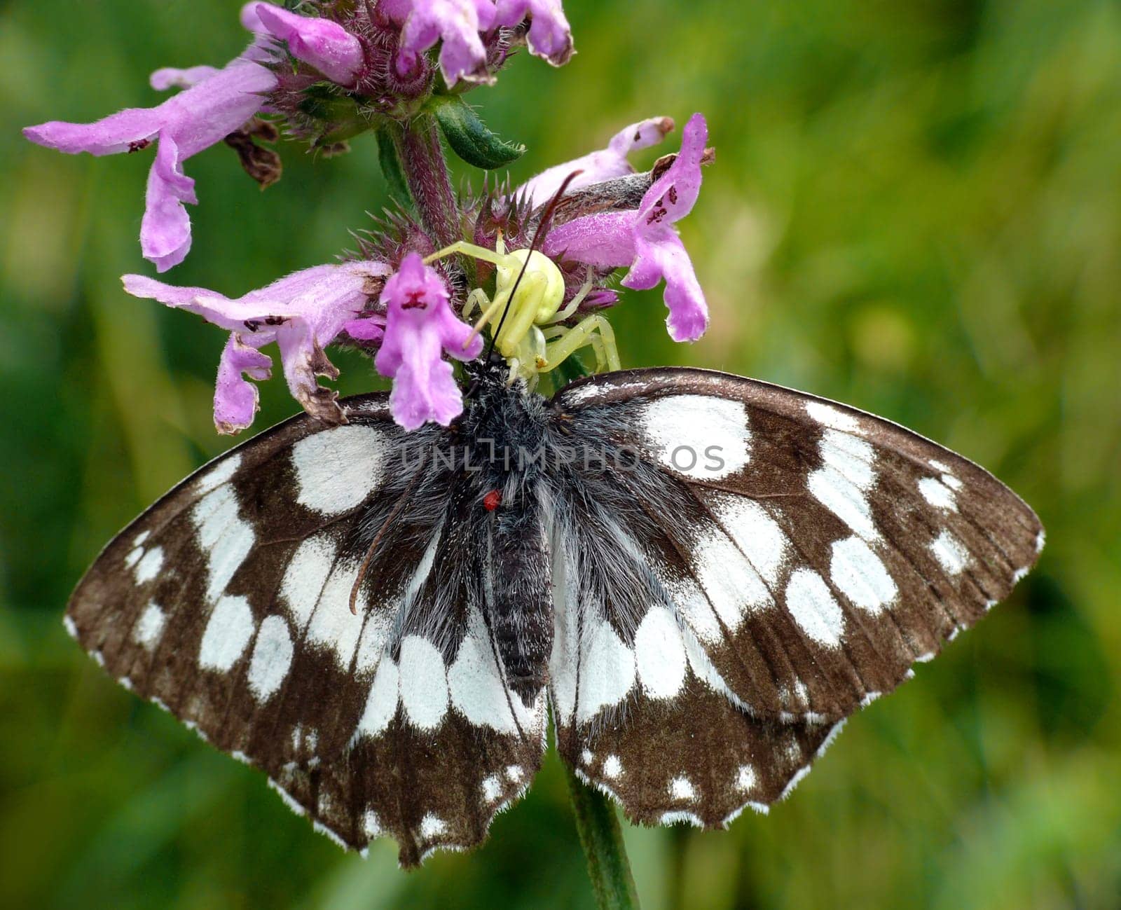 The variable crab spider (Misumena vatia) has killed a checkerboard butterfly (Melanargia galathea).