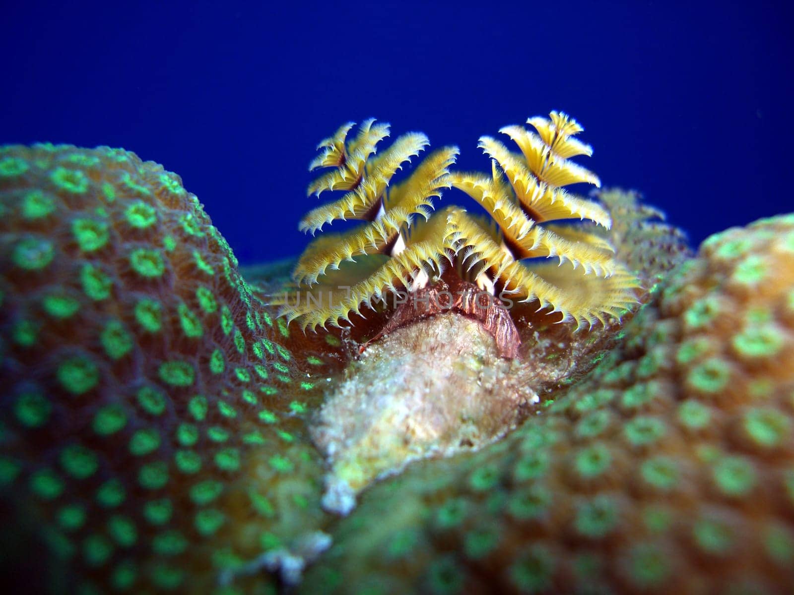 Christmas Tree Tubeworm - Spirobranchus giganteus