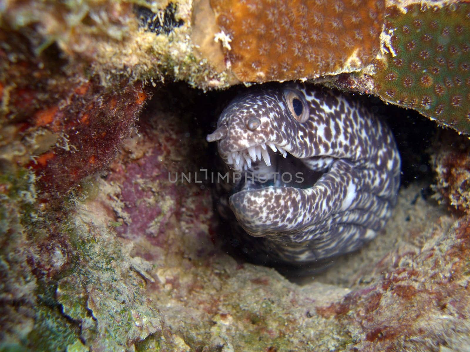 Spotted moray eel - Gymnothorax moringa