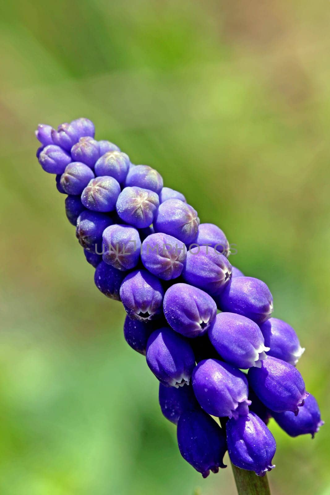 Small grape hyacinth