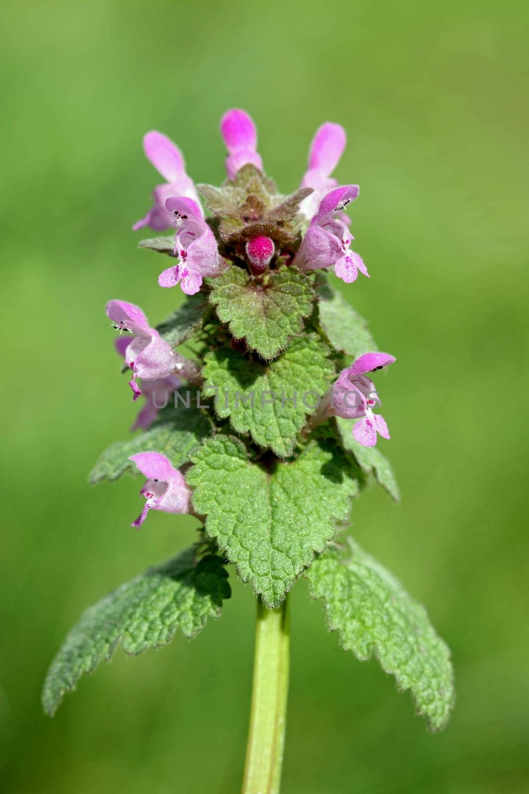 (Lamium purpureum)