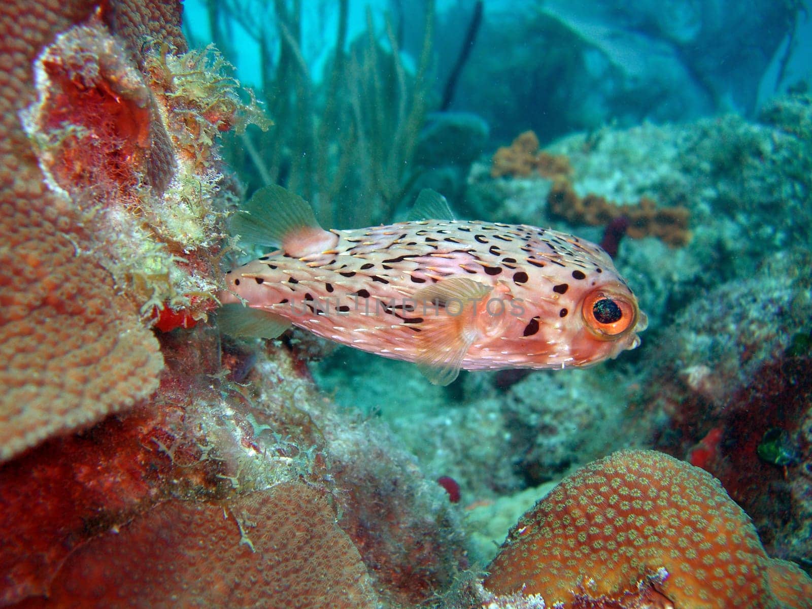 Balloon Hedgehogfish