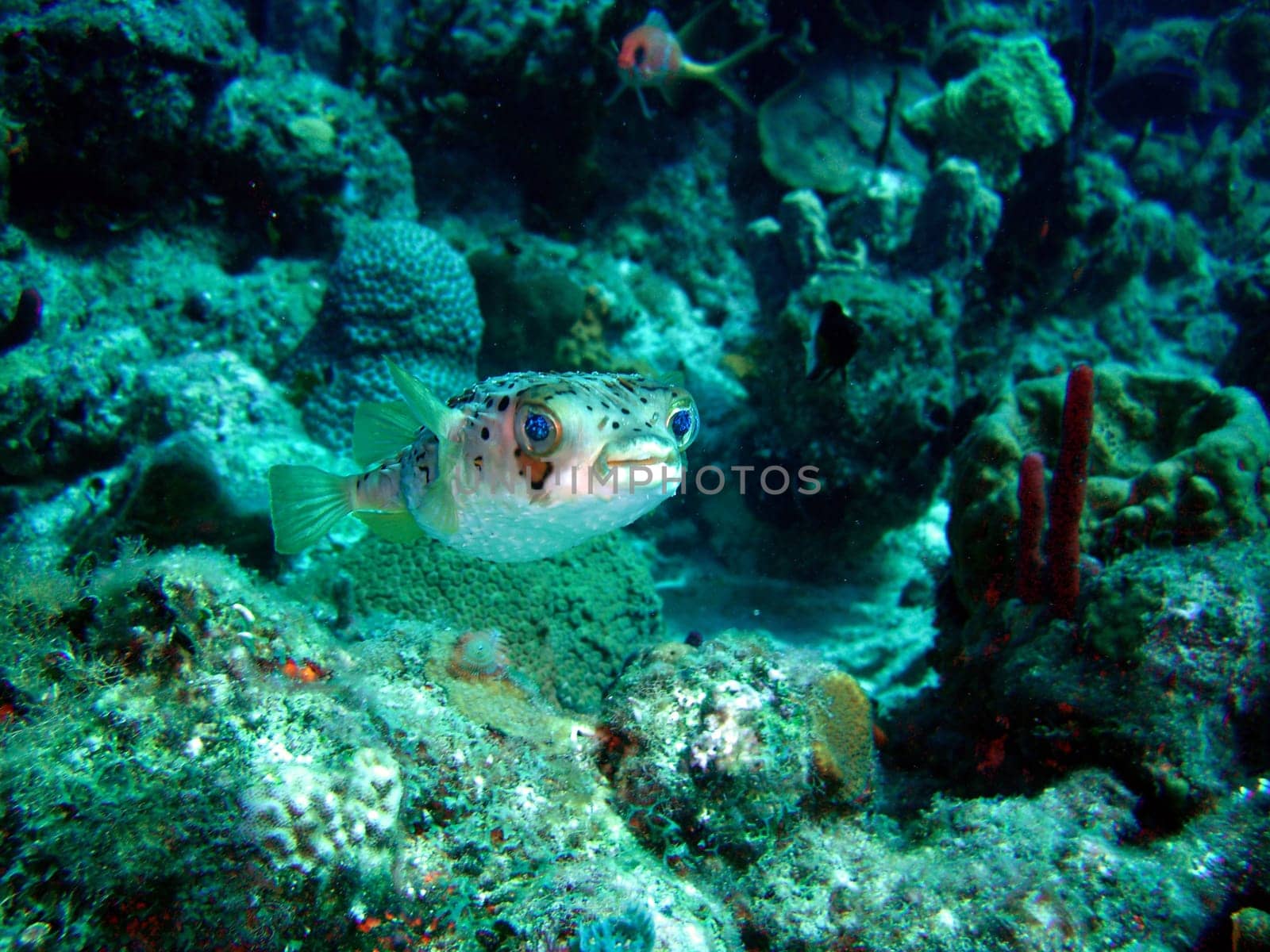 Balloon Hedgehogfish
