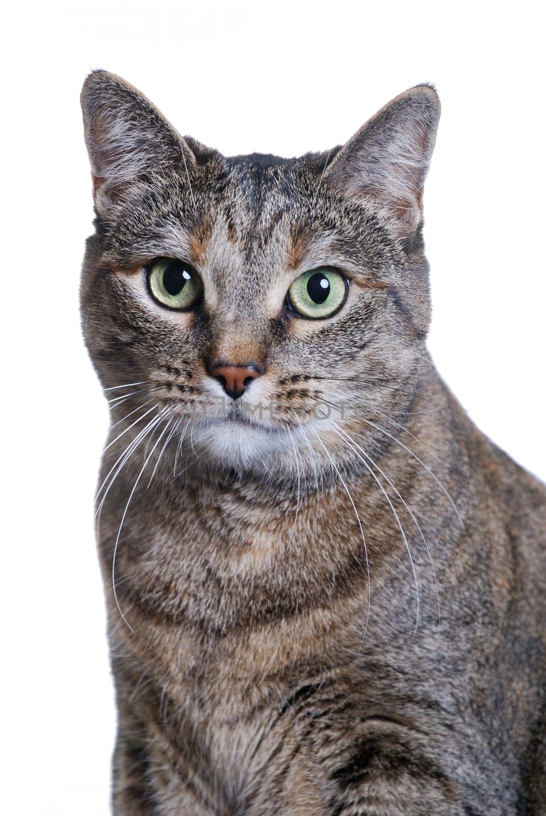 (cat animal) without big