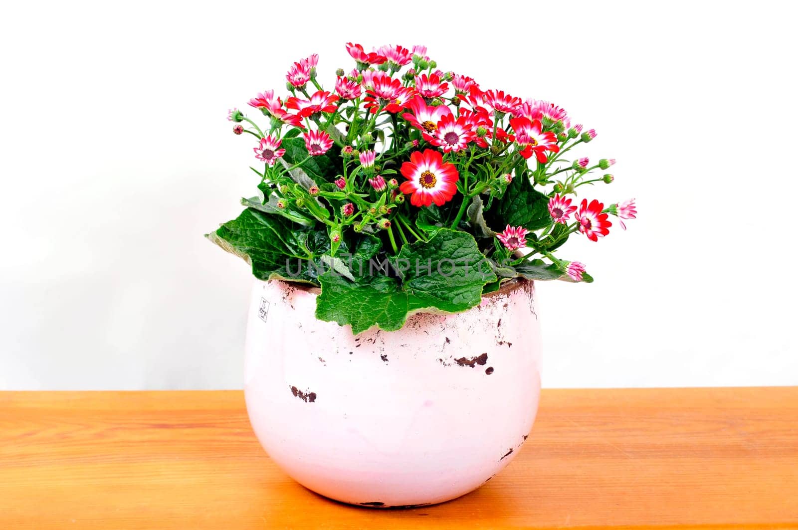Cinerarie senecio cruentus flower