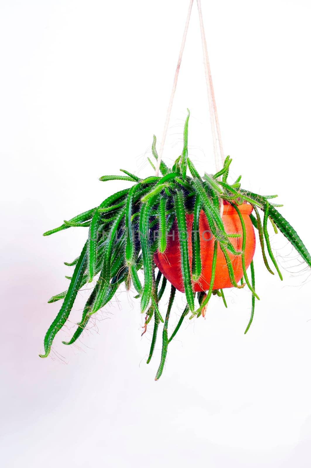 Hanging plant Epiphyllum