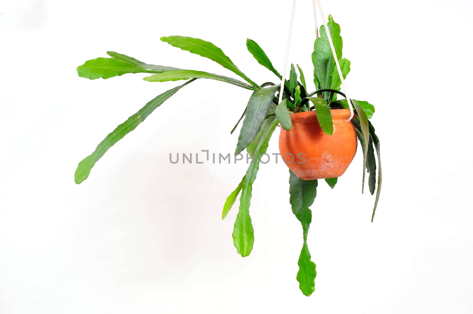 Hanging plant Epiphyllum