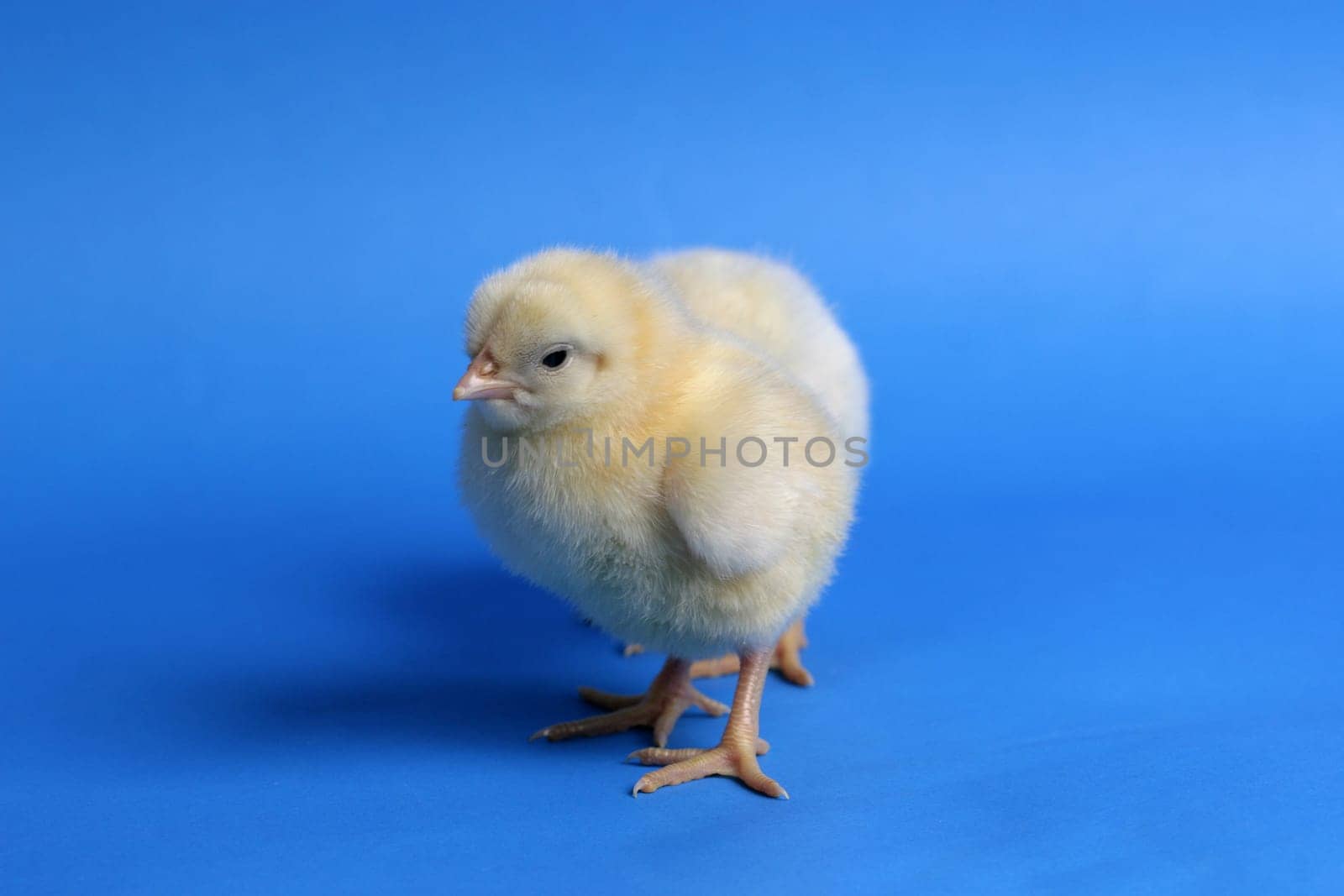 chicken baby
