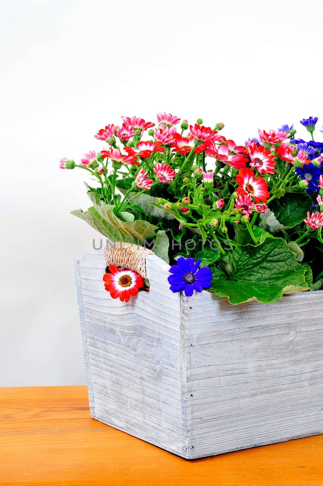 Flowers in the trough