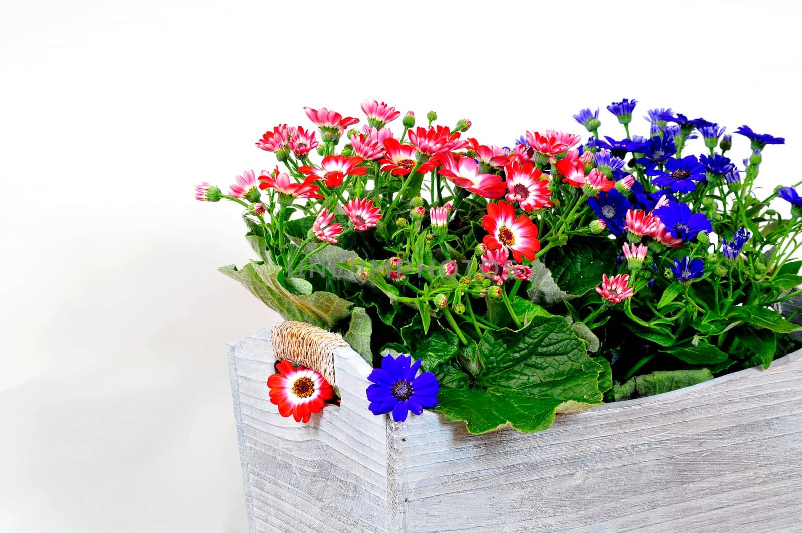 Cinerarie senecio cruentus flower