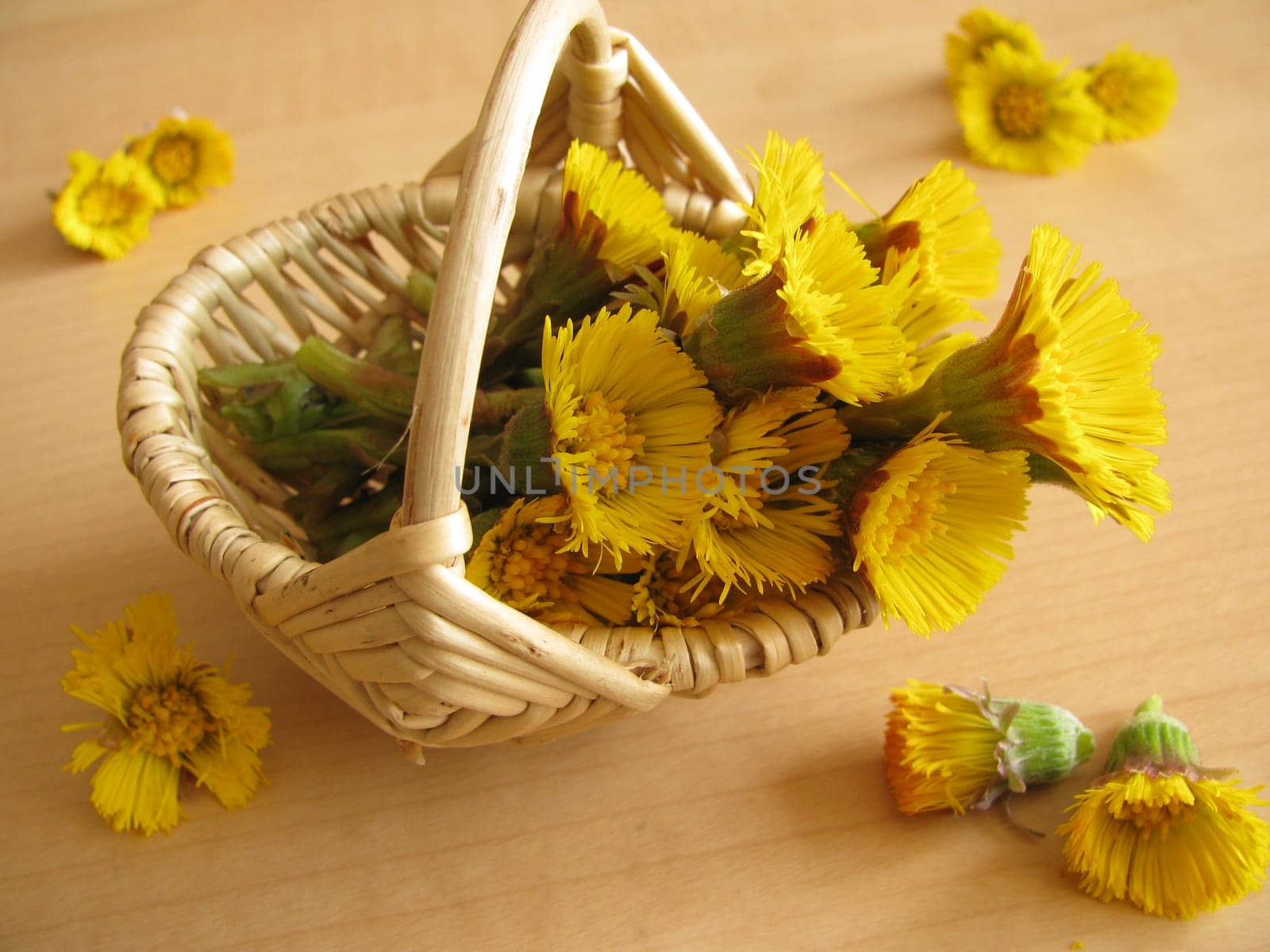 Coltsfoot,Tussilago farfara