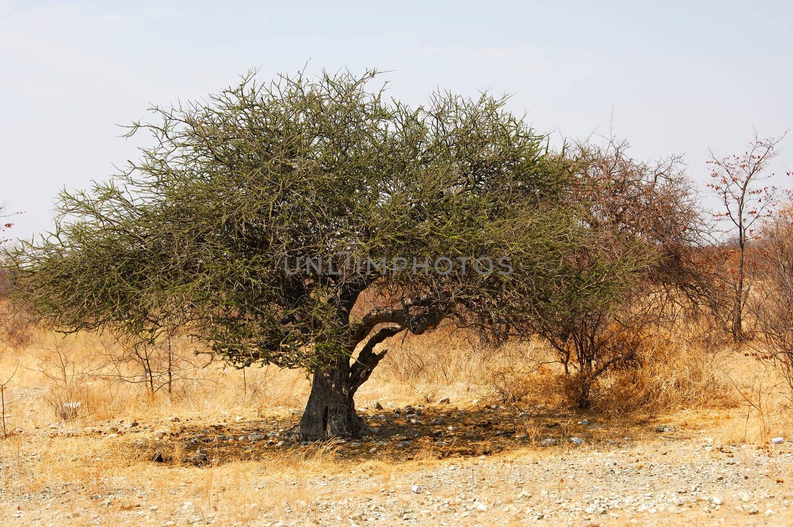 Gnarled Acacia Tree,Kalahari,Botswana