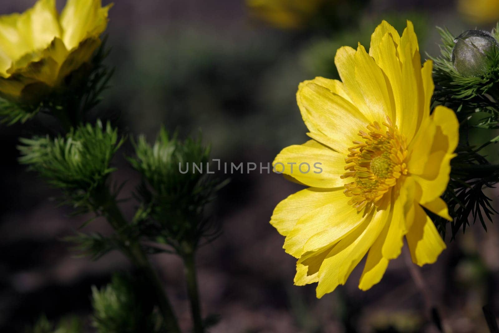 Spring Adonis / Adonide de printemps