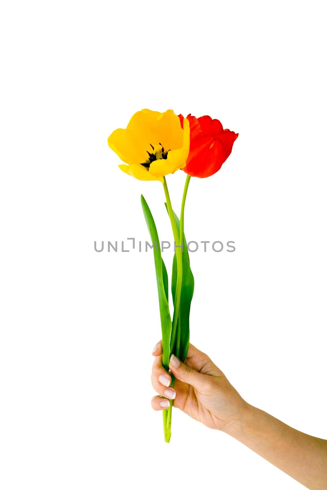 Red and yellow tulips