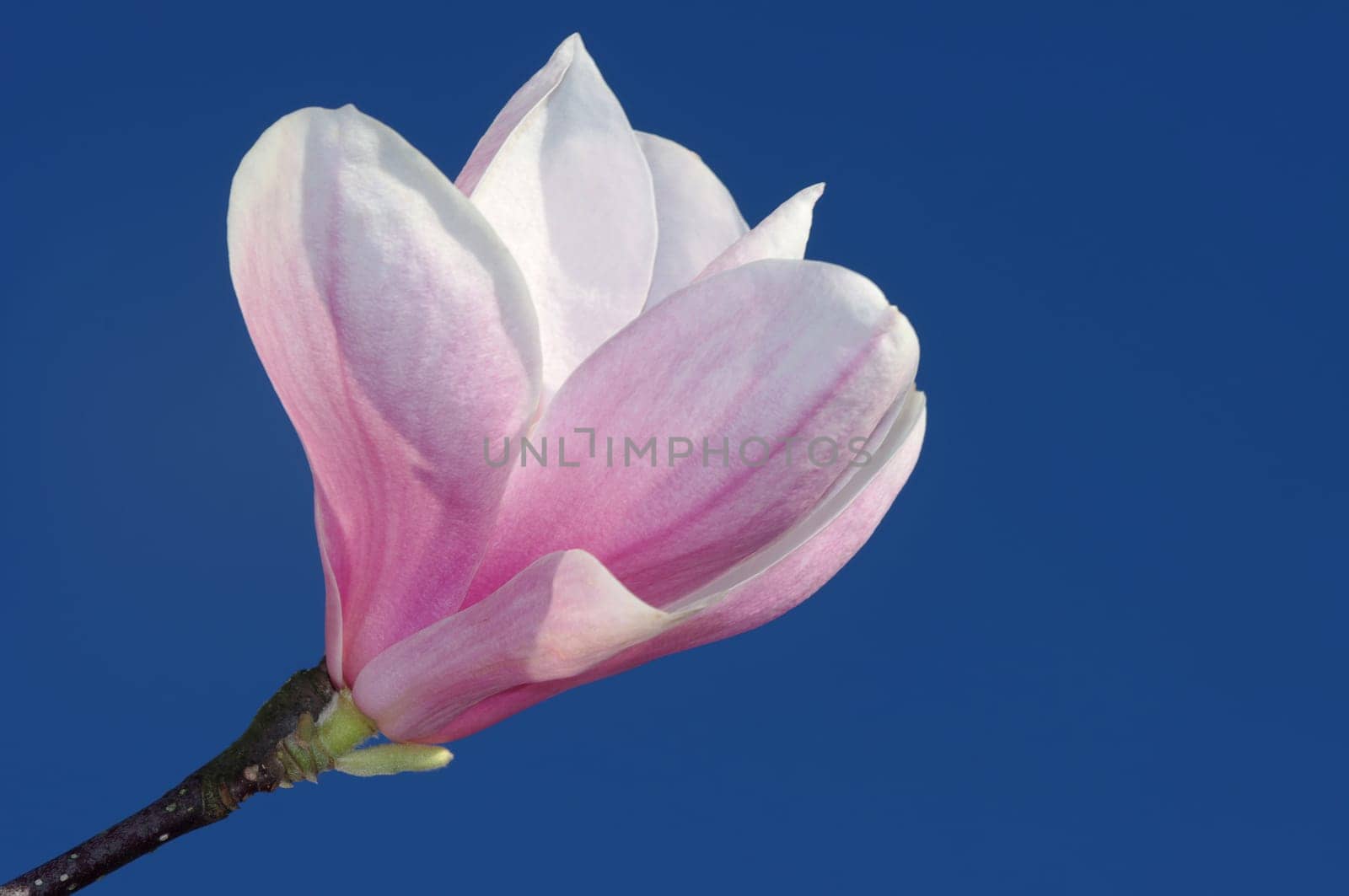 magnolia