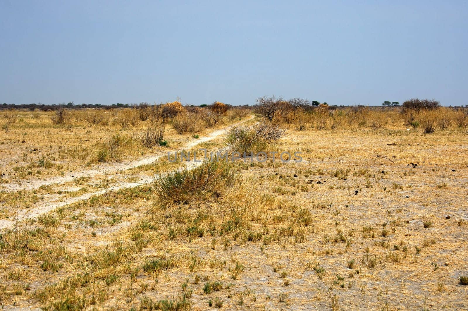 Steppe landscape on the edge of the Kalahari Desert,Botswana